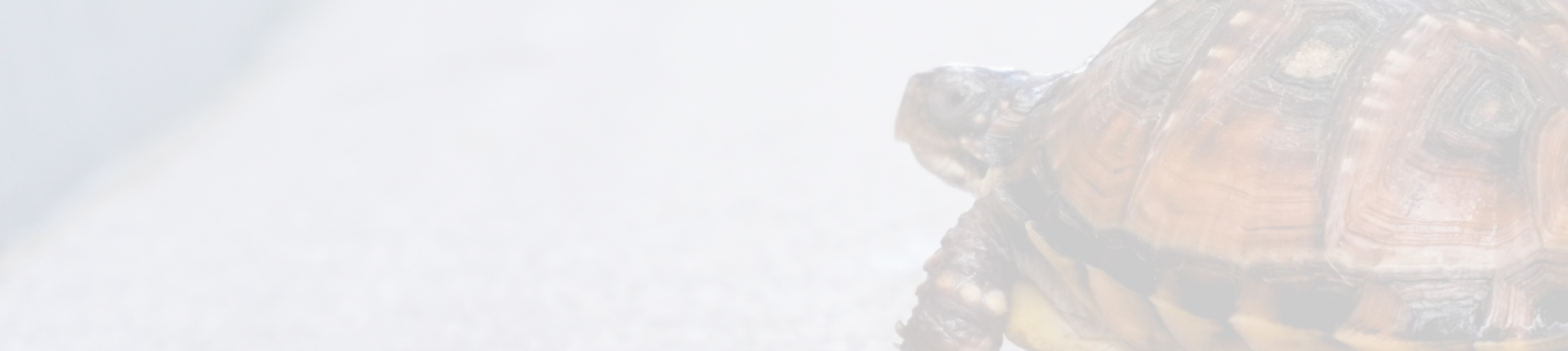 背景にカメの一部が見える画像